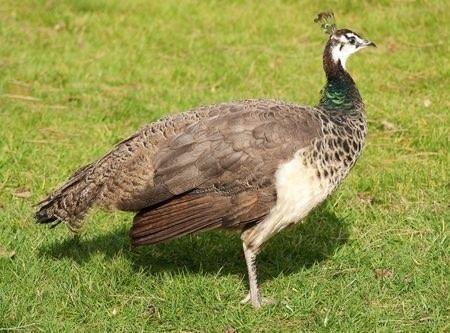 Jonge pauwen, Dieren en Toebehoren, Vogels | Overige Vogels, Meerdere dieren, Tam