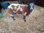 Dekram baggerbont, Dieren en Toebehoren, Mannelijk, Schaap, 0 tot 2 jaar