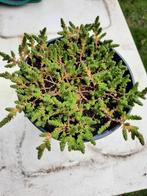 Vetplant bodembedekker, Tuin en Terras, Ophalen of Verzenden, Vaste plant, Bodembedekkers, Halfschaduw