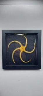 Cabinet de curiosités ophiure