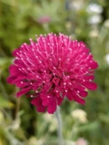 Knautia macedonica, echte zonneklopper , lees beschrijving beschikbaar voor biedingen