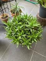 Aloe vera planten, Ophalen, Bloeit niet, Vaste plant