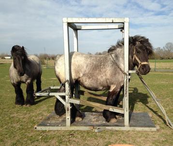 hoefsmid trekpaarden, Dieren en Toebehoren, Paarden