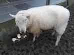 swifter ram, Dieren en Toebehoren, Schapen, Geiten en Varkens, Mannelijk, Schaap, 3 tot 5 jaar