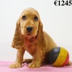 Cocker Anglais - chiots Belges à vendre, Animaux & Accessoires, Commerçant, Autres races, 8 à 15 semaines, Plusieurs