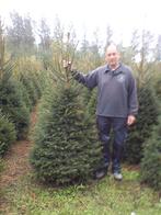 Kerstbomen en groenblijvende hagen, Tuin en Terras, Ophalen, In pot, Overige soorten, 100 tot 250 cm