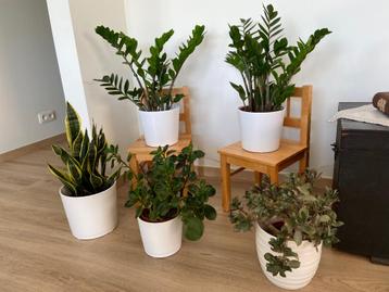 Diverse kamerplanten met witte aardewerken pot  beschikbaar voor biedingen