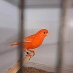 Zie beschrijving, Dieren en Toebehoren, Vogels | Kanaries