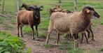 Soay schapen 2025