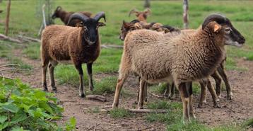 Soay schapen 2025 beschikbaar voor biedingen