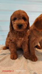 Labradoodle abrikoos medium, België, Fokker | Hobbymatig, Overige rassen, 8 tot 15 weken