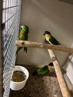 0-1 Nobilis Ara de 2023, 0-2 caïques à tête noire 2023/2024, Femelle, Perroquet, Bagué