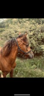 Poulain, Minder dan 160 cm, Niet van toepassing, 0 tot 2 jaar, Recreatiepaard