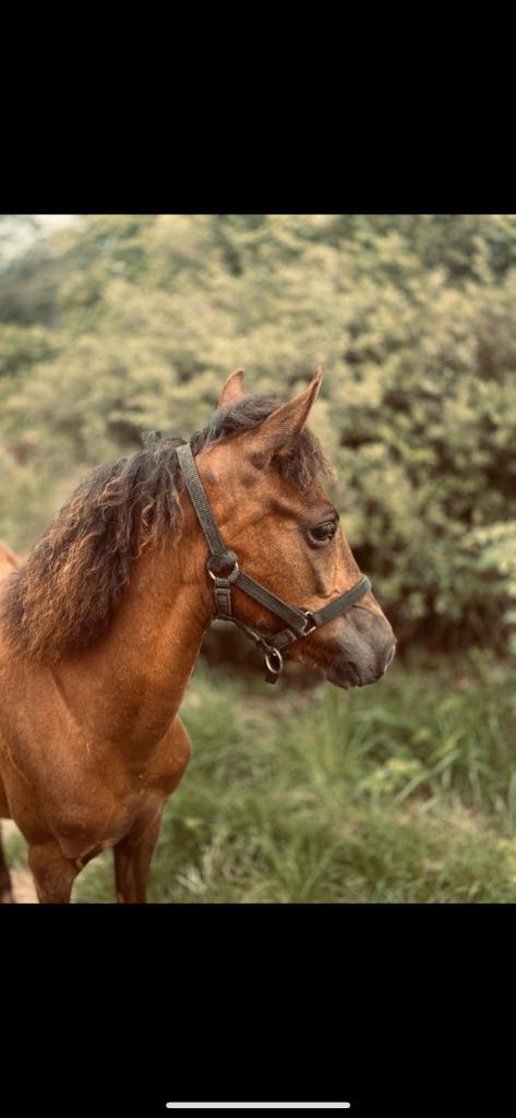 Poulain, Animaux & Accessoires, Chevaux, Jument, Ne s'applique pas, Moins de 160 cm, 0 à 2 ans, Cheval de récréation, Avec puce électronique