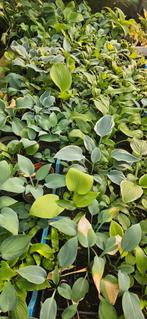 Honderden soorten Hosta's, Ophalen