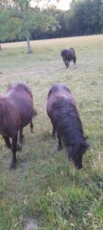 Shetland stamboek zwarte hengstenpony’s, Dieren en Toebehoren, Hengst, Met stamboom