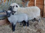 Hamshire Down lammeren, Dieren en Toebehoren, Schapen, Geiten en Varkens, Meerdere dieren, Schaap, 0 tot 2 jaar