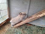 2 dwergkonijntjes, Dieren en Toebehoren, Konijnen