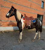 Toffe ruin, Dieren en Toebehoren, Ruin, Zadelmak