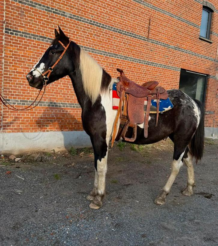 Toffe ruin, Dieren en Toebehoren, Pony's, Ruin, Zadelmak