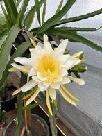 Dragon fruit stekken (pithaya), Ophalen of Verzenden