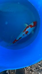 Japanse koi 30-35cm, Dieren en Toebehoren, Karper of Koi
