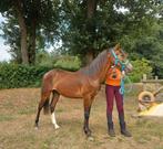 Brave B pony jaarling, Dieren en Toebehoren, Paarden, Hengst, Onbeleerd, Recreatiepaard, Gechipt