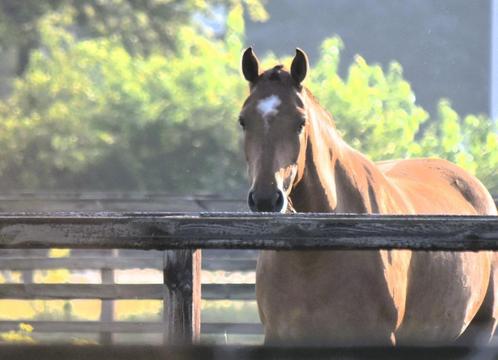 Freiberger Paard, Dieren en Toebehoren, Paarden, Merrie, Zadelmak, Minder dan 160 cm, 7 tot 10 jaar, Tuigpaard, Met stamboom, Gechipt