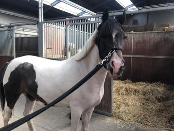 Knappe D-pony te koop beschikbaar voor biedingen
