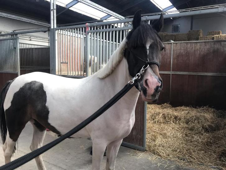 Knappe D-pony te koop, Dieren en Toebehoren, Pony's, Ruin, Zadelmak