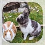 Lief konijnen koppeltje Willy en Evie - adoptie, Animaux & Accessoires, Lapins, Petit, Plusieurs animaux, 0 à 2 ans