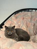Britse korthaar ervaren dekkater met stamboom, Kater, Met stamboom, 0 tot 2 jaar