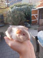 Cavia beertje, Dieren en Toebehoren, Cavia, Mannelijk, December, Tam