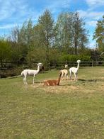 Scheren van schapen en alpaca’s lama’s, Dieren en Toebehoren, Schapen, Geiten en Varkens