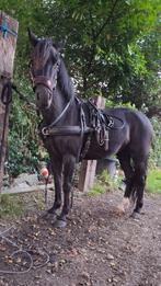 Mooie zwarte merrie menpony, Dieren en Toebehoren, Niet van toepassing, B pony (1.17m tot 1.27m), 11 jaar of ouder, Tuigpony