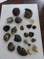 Lot fossielen gemengd, Verzamelen, Ophalen of Verzenden