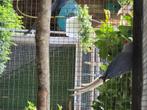 Vogels, Dieren en Toebehoren, Vogels | Parkieten en Papegaaien, Meerdere dieren, Parkiet, Geringd
