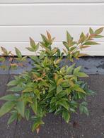 Nandina Gulf Stream, Tuin en Terras, Ophalen, Herfst, Halfschaduw