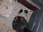 Marans hen met kuikens, Dieren en Toebehoren, Pluimvee, Vrouwelijk, Kip
