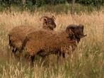 Castlemilk Moorit schapen, Mouton
