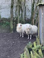 Ouissant schaap 8 maanden oud, Animaux & Accessoires, Moutons, Chèvres & Cochons, Mouton