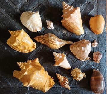 Lot mooie schelpen in mooie staat beschikbaar voor biedingen
