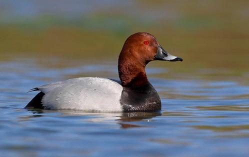Tafeleend, Dieren en Toebehoren, Pluimvee, Eend, Meerdere dieren