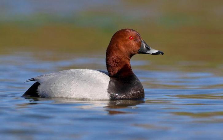 Tafeleend, Dieren en Toebehoren, Pluimvee, Eend, Meerdere dieren