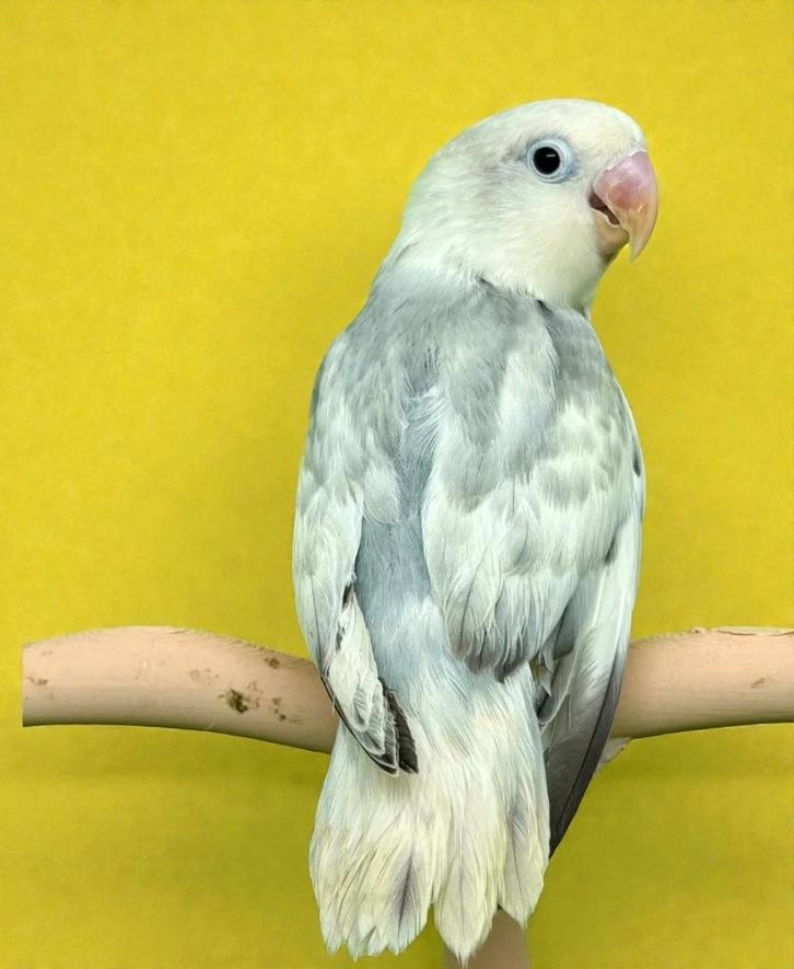 Jeunes inséparables EAM, Animaux & Accessoires, Oiseaux | Perruches & Perroquets