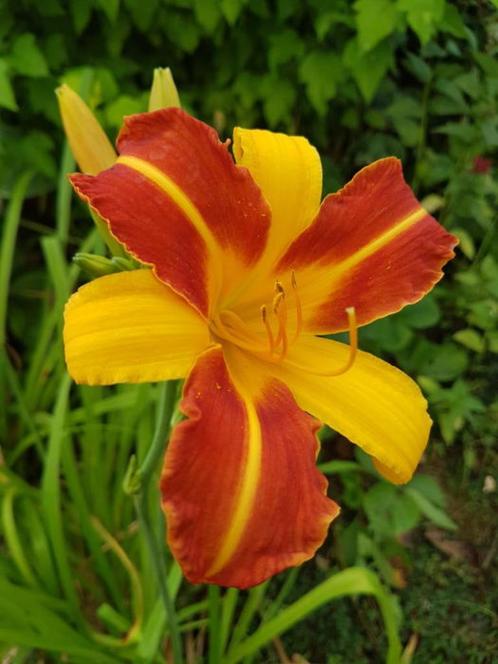 Hemerocalis 'Frans Hals' of daglelie, Tuin en Terras, Planten | Tuinplanten, Vaste plant, Ophalen
