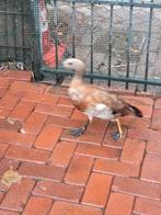 Grijskop gans, Dieren en Toebehoren, Geslacht onbekend