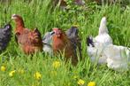 jeunes poulets de 13 races différentes, 100 % poules, Poule ou poulet, Femelle