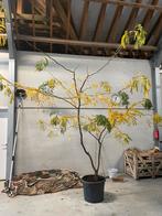 Prachtige meerstam Gl. tr. ‘Sunburst’ – gouden honingboom, Ophalen