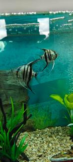 2 (blauwe) maanvissen, Dieren en Toebehoren, Vissen | Aquariumvissen